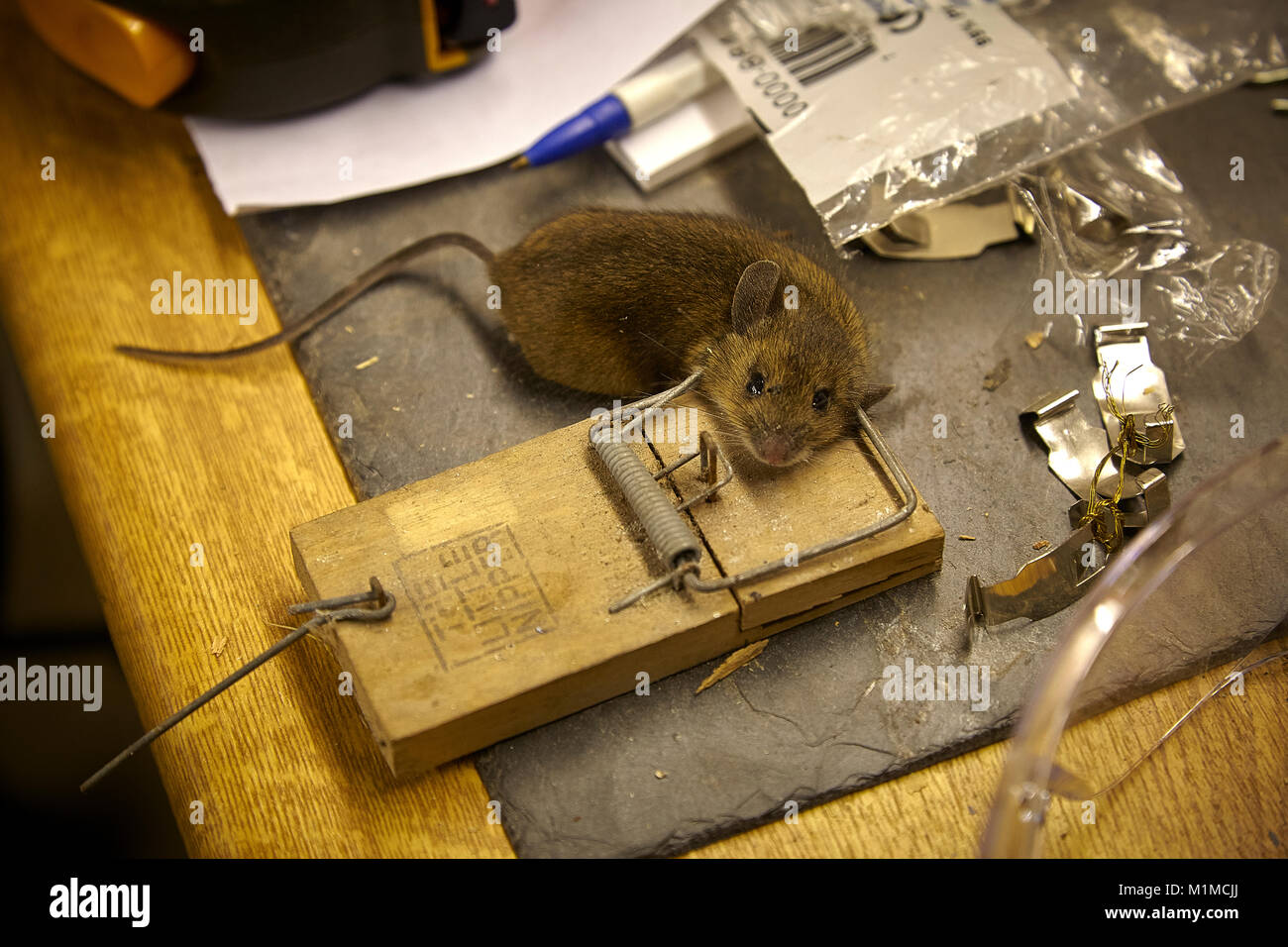 Mouse caught in 'Little Nipper' mouse trap in woodworking outbuilding in Nidderdale, North Yorkshire Stock Photo
