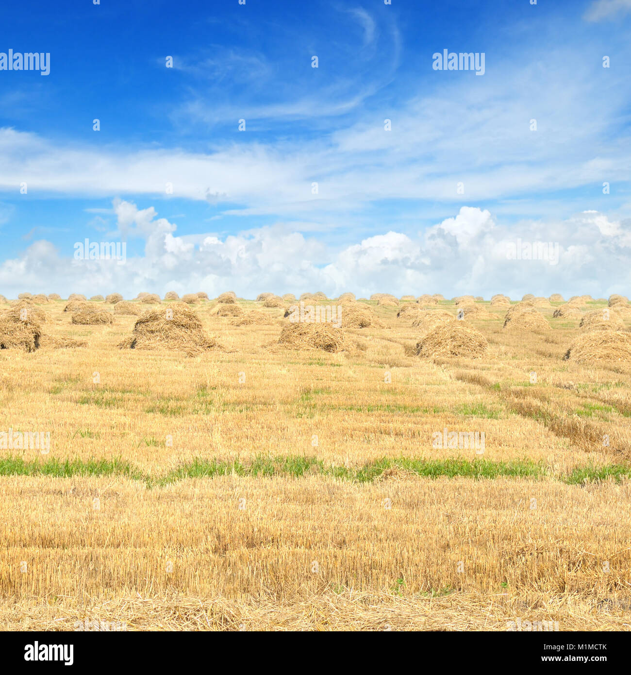 Field with Stacks of straw and blue sky Stock Photo - Alamy