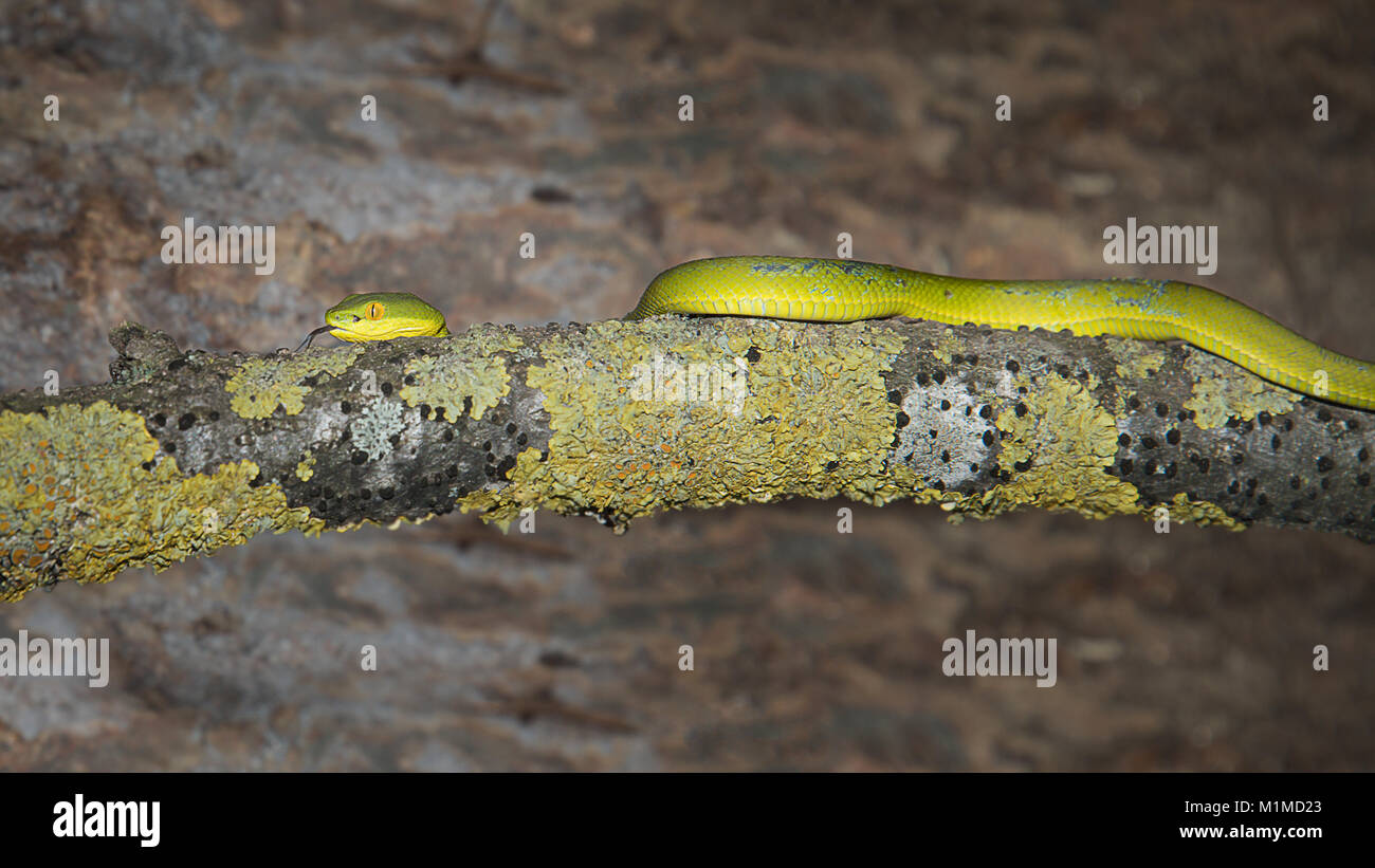 Close up photograph of a female white lipped pit viper snake on an old log Stock Photo