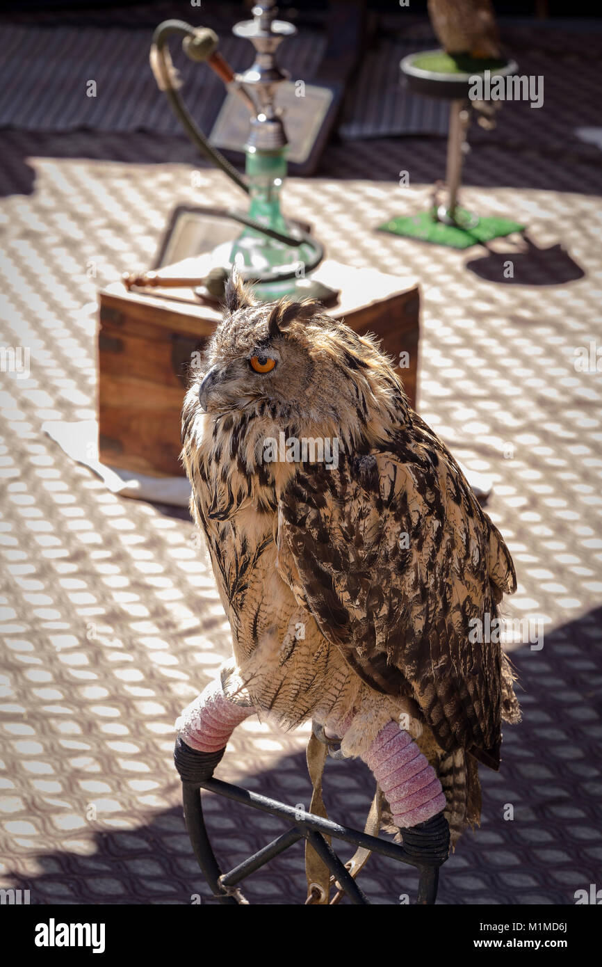 Owl posing calmly in a display of birds of prey Stock Photo