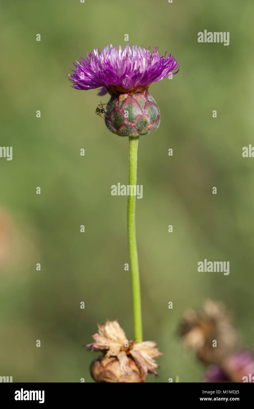 Amberboa moschata,Duftende Bisamblume,Sweetsultan Stock Photo