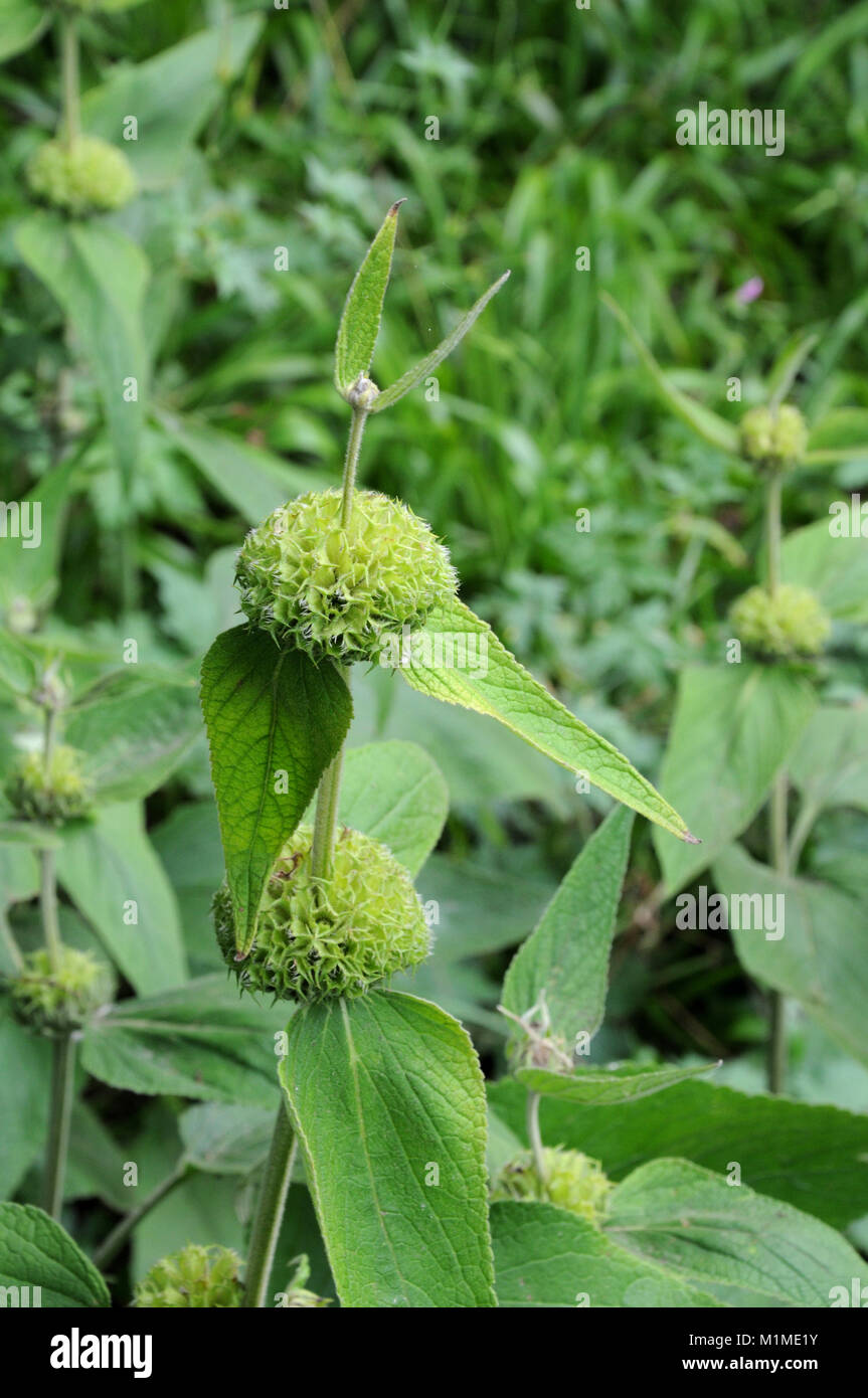 jerusalem sage after bloom with empty green whorls Stock Photo