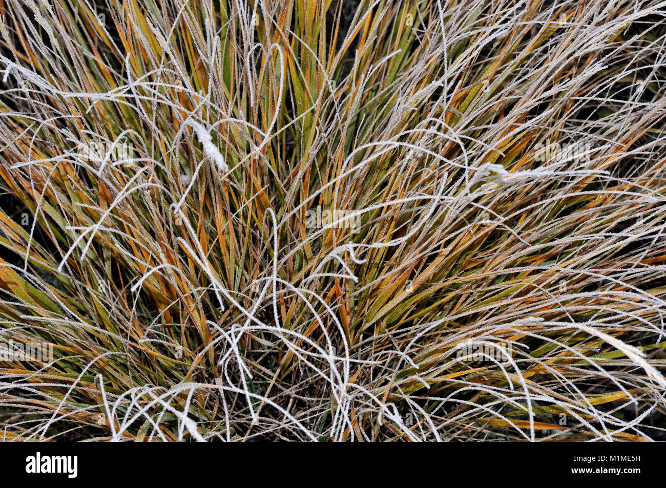 Ornamental grass frost hires stock photography and images Alamy