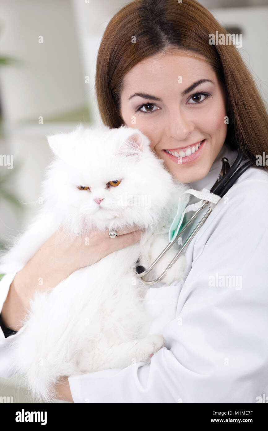 veterinarian hugging a white Persian Cat Stock Photo Alamy