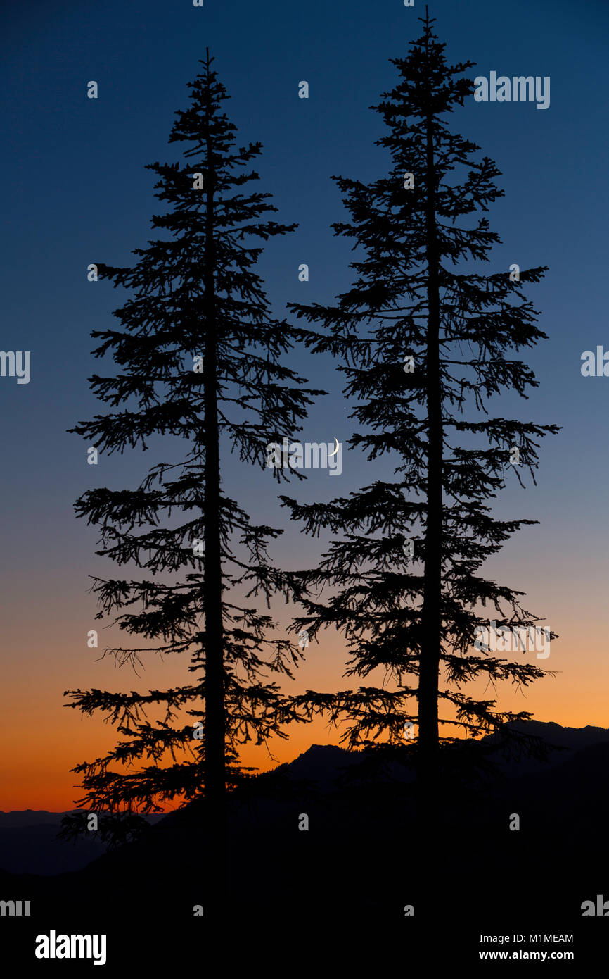 Two silhouetted trees help frame a crescent moon and Jupiter at dusk in Mount Rainier National Park in Washington. USA. summer Stock Photo