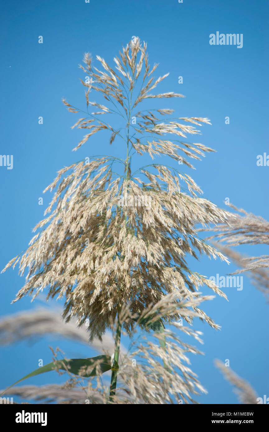 Arundo mediterranea,Schilfgras,Giant Reed Stock Photo