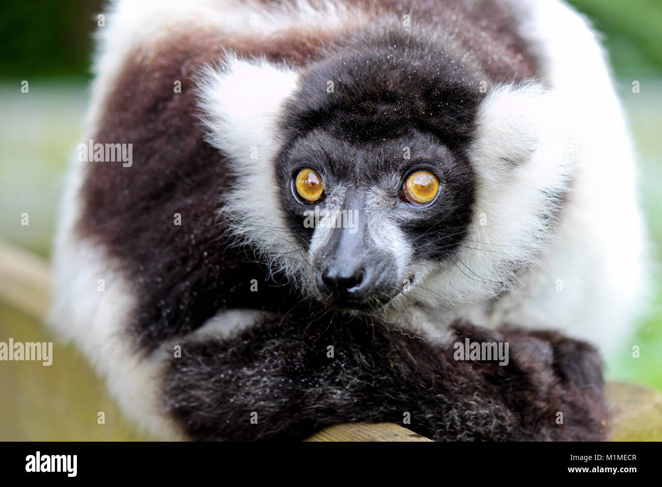 Fluffy monkey with big eyes Stock Photo