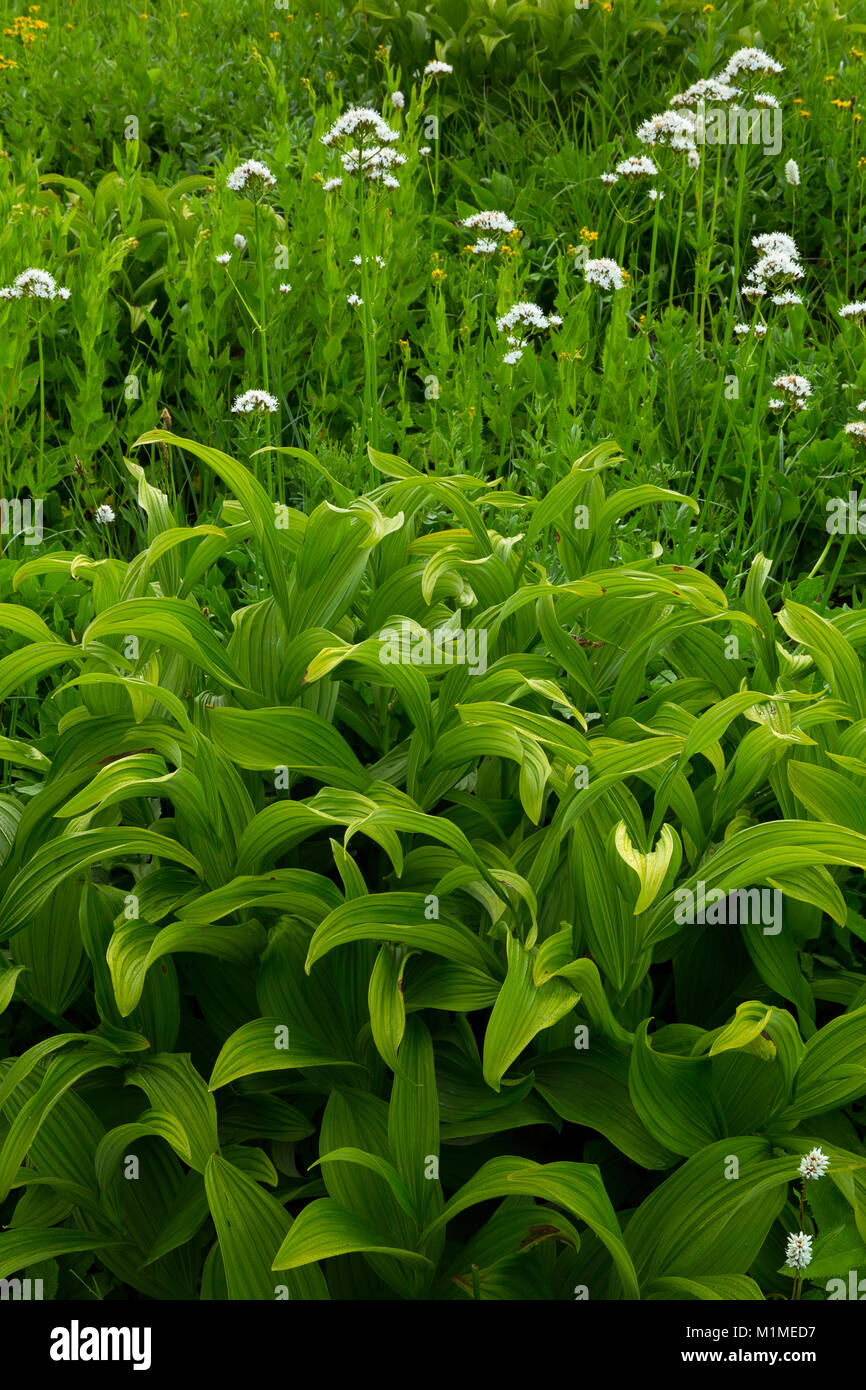 False Hellebore (veratrum viride) and Sitka Valerian (Valeriana sitchensis) in a mountain meadow of Mount Rainier National Park. Stock Photo
