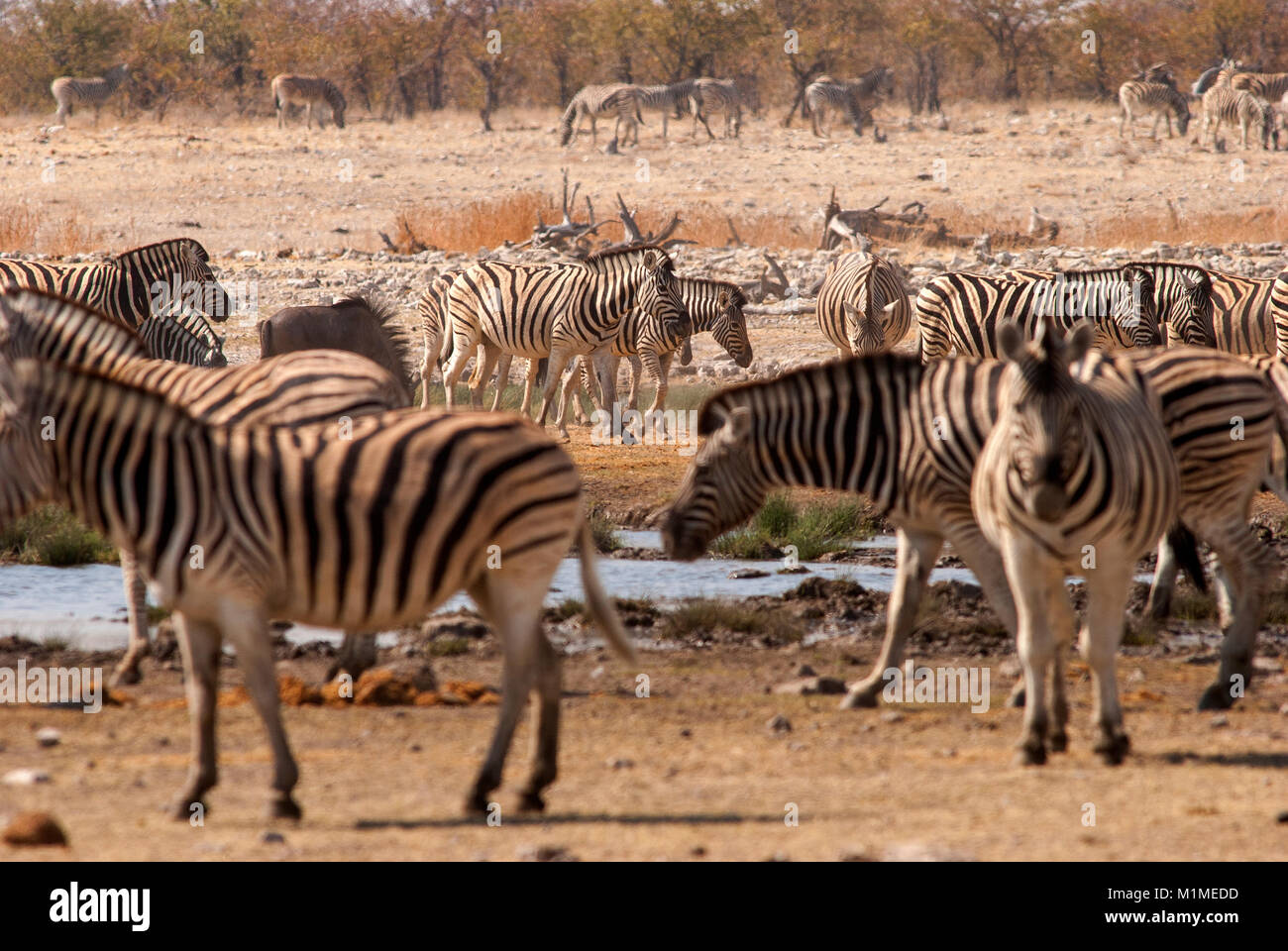 Zebras at Rietfontein waterhole, Etosha National Park, Namiba Stock Photo