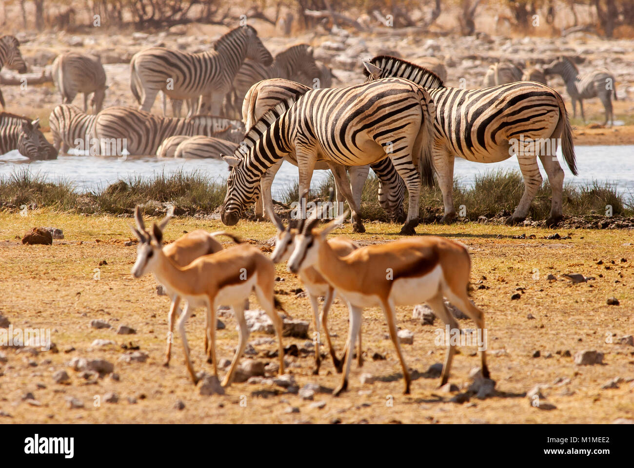 Zebras at Rietfontein waterhole, Etosha National Park, Namiba Stock Photo