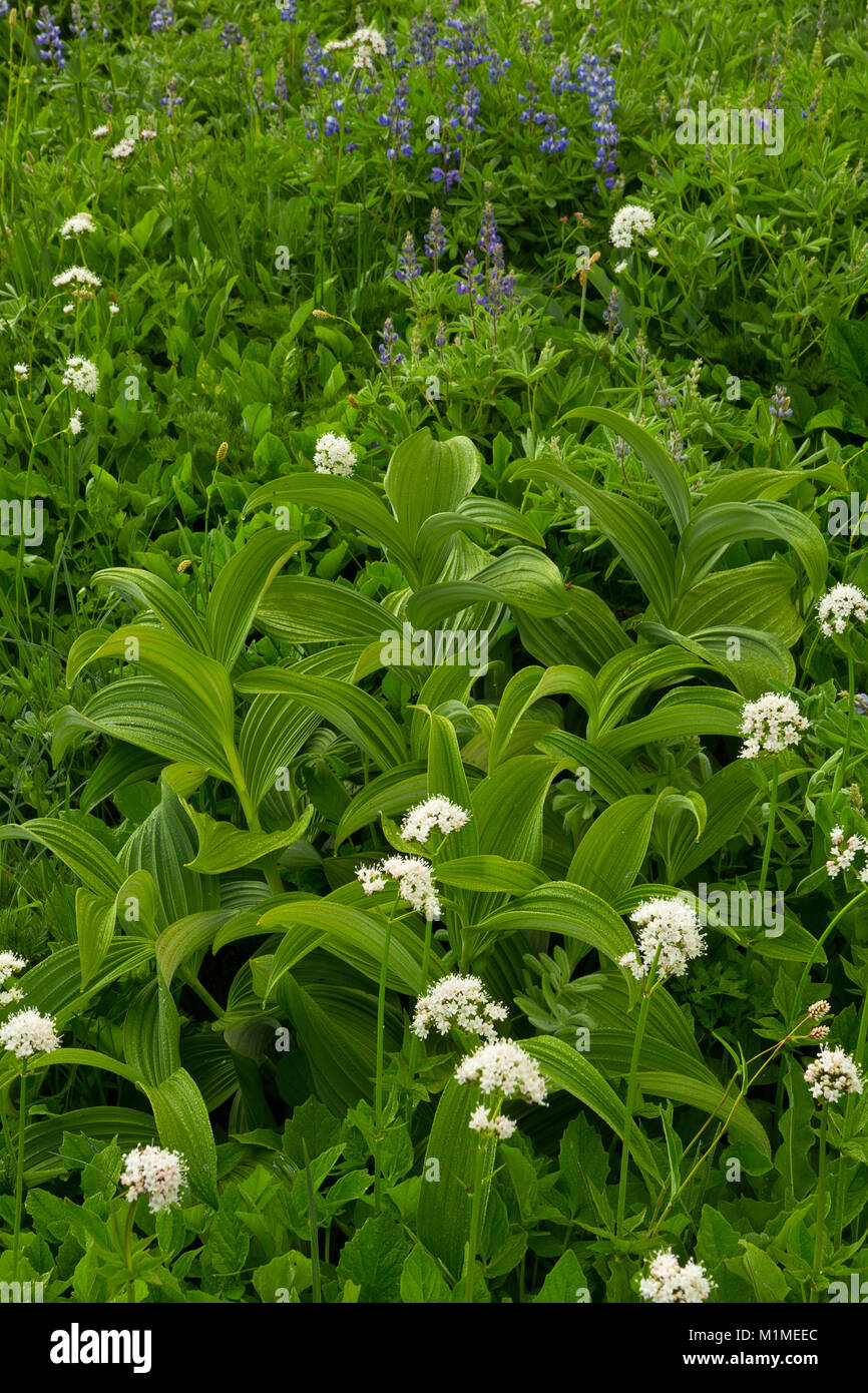 False Hellebore (veratrum viride) and Sitka Valerian (Valeriana sitchensis) in a mountain meadow of Mount Rainier National Park. Stock Photo