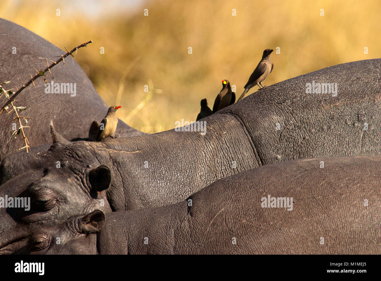 Redbilled oxpecker eating ticks from hippos skin at Khwai River