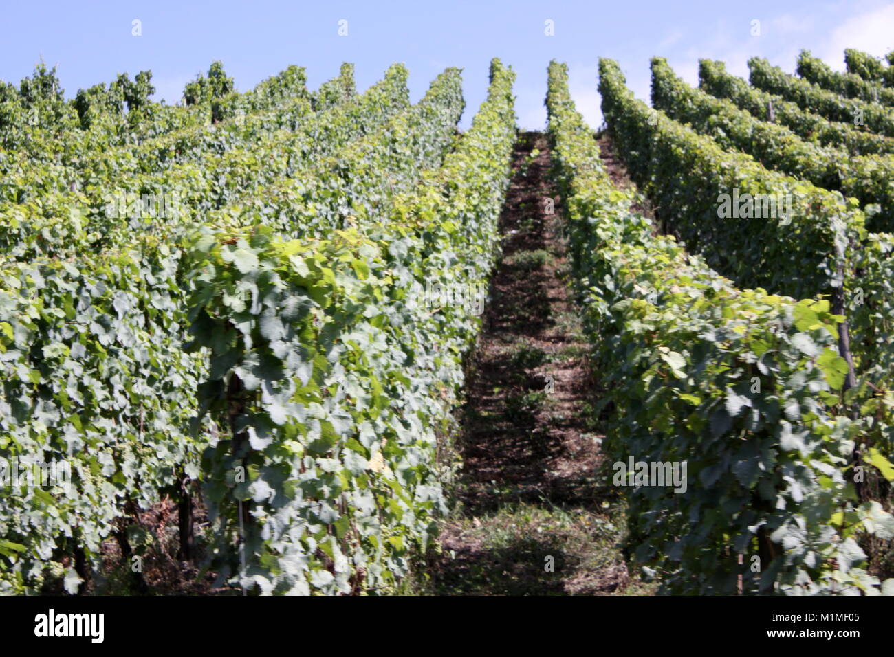 Riesling Vines, Mosel Valley, Rhineland, Trier Germany Stock Photo