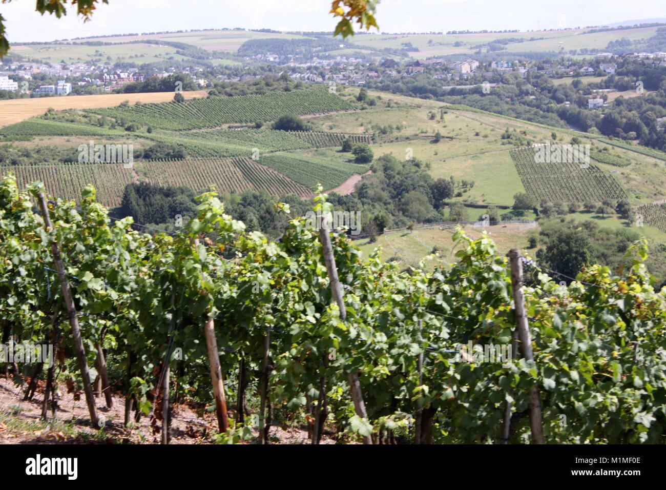 Riesling Vineyards, Trier, Germany, Wine Growing Stock Photo