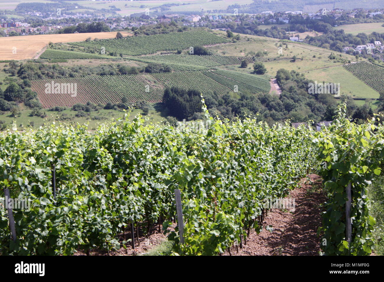 Riesling Vineyards, Trier, Germany, Wine Growing Stock Photo