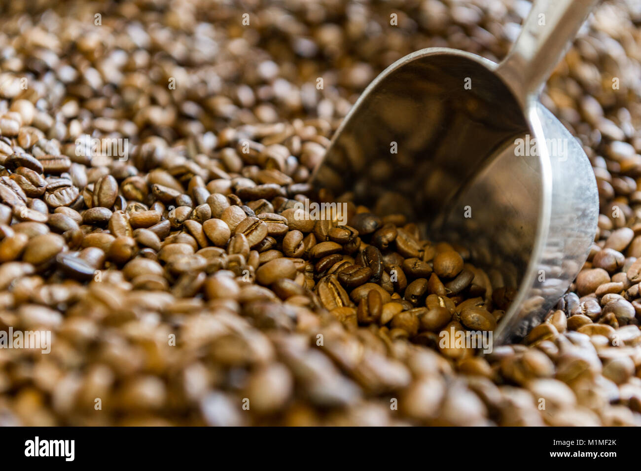 Roasted coffee beans with a metal scoop. Stock Photo