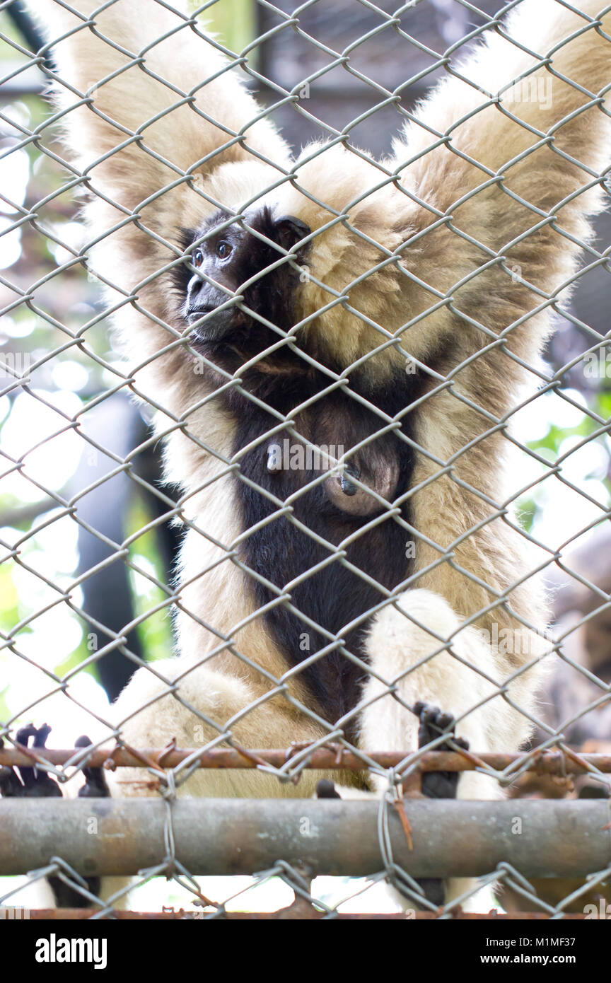 Pileated gibbon female through the baluster. (Scientific name