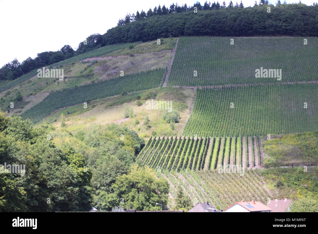 Riesling Vineyard, Moselle Valley, Germany, Vines Stock Photo