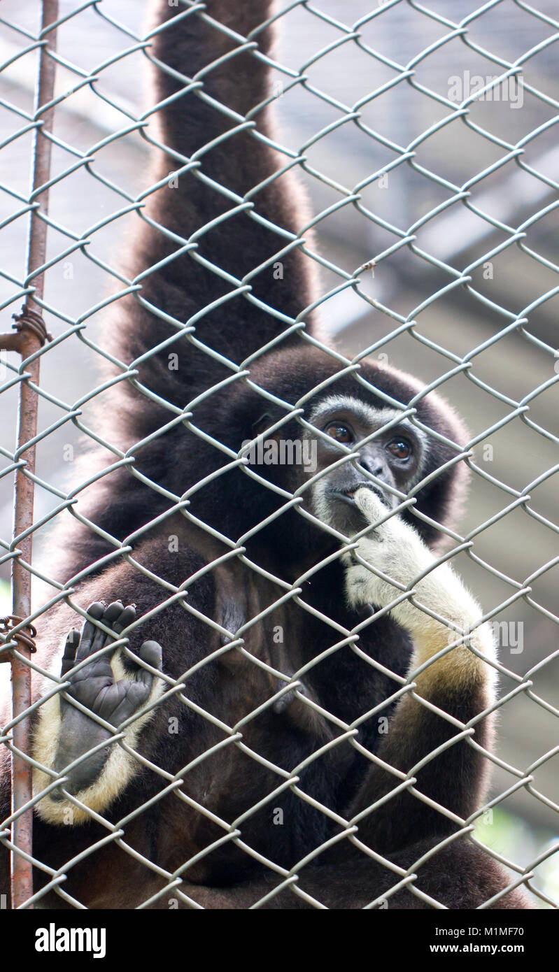 Pileated gibbon male through the baluster. (Scientific name : Hylobates