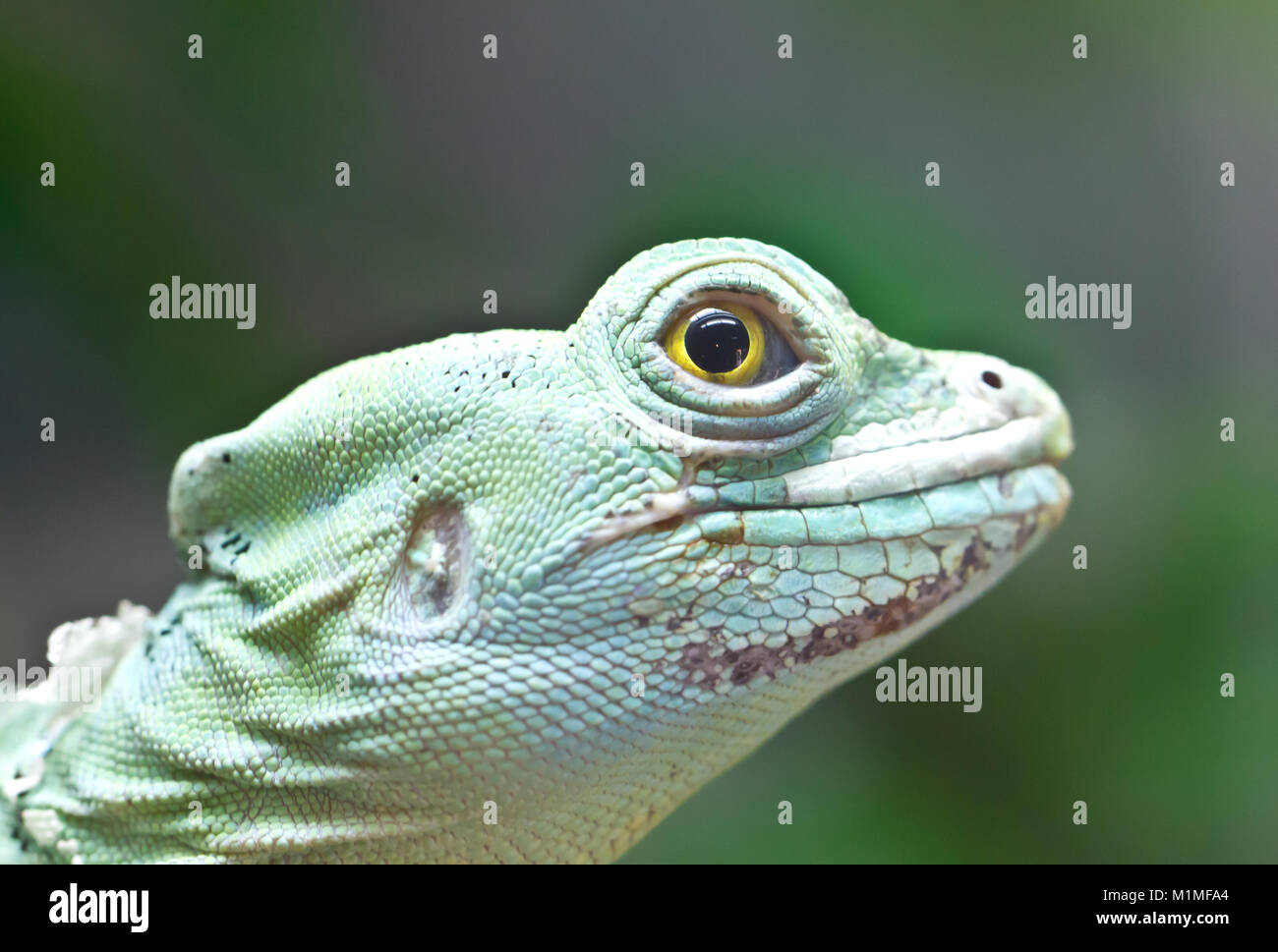 Portrait of green basilisk lizard. Stock Photo