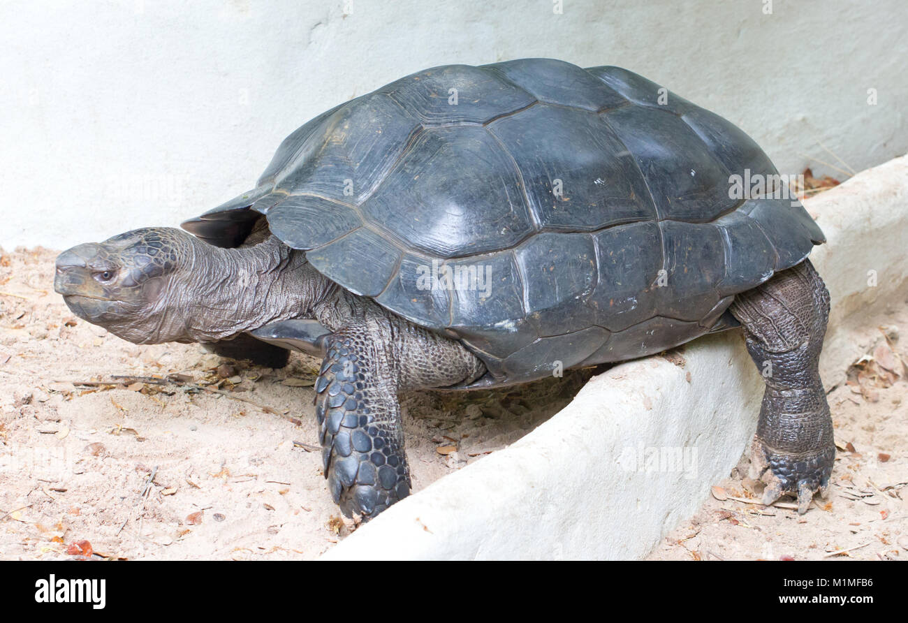 Asian Giant Tortoise. (Scientific Name : Manouria emys phayrei) Stock Photo