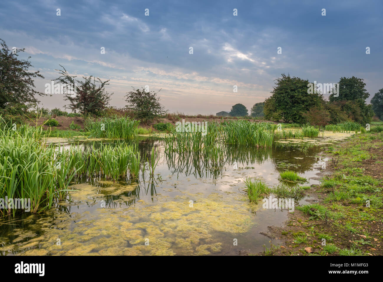 The wetlands and lowlands of the Lincolnshire Fens during an early Autumn morning near Kate's Bridge, Thurlby, South Lincolnshire, UK Stock Photo