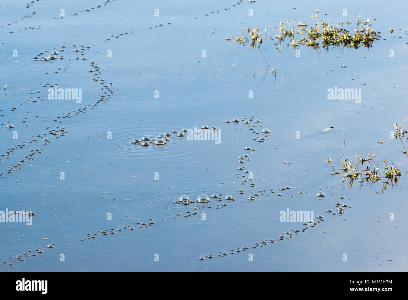 Bubbles from seaweed on a water surface Stock Photo