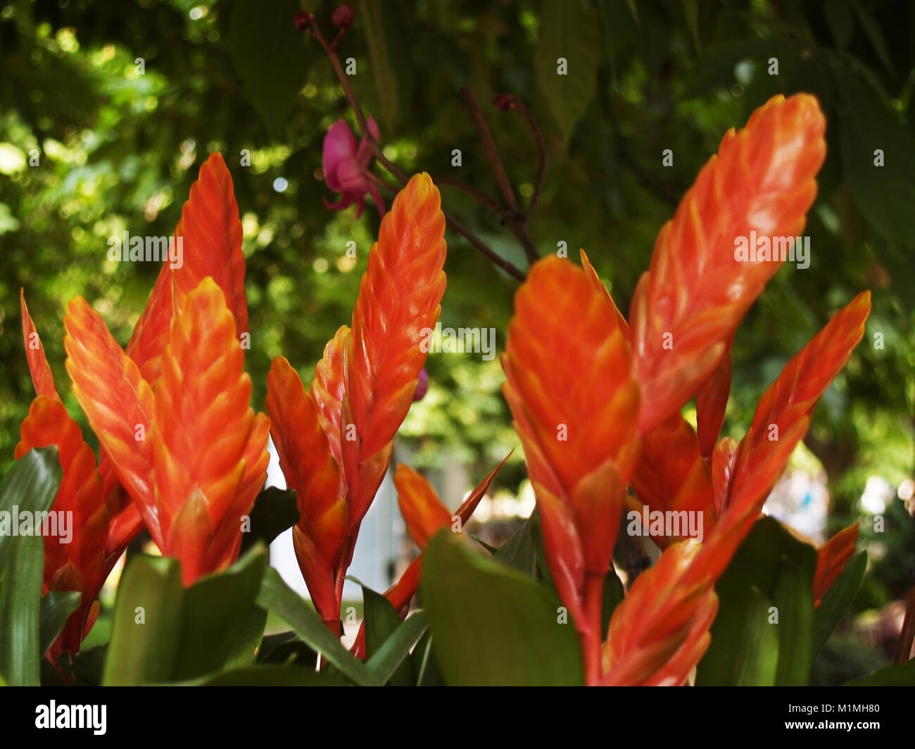 Vriesea flowers close up Stock Photo