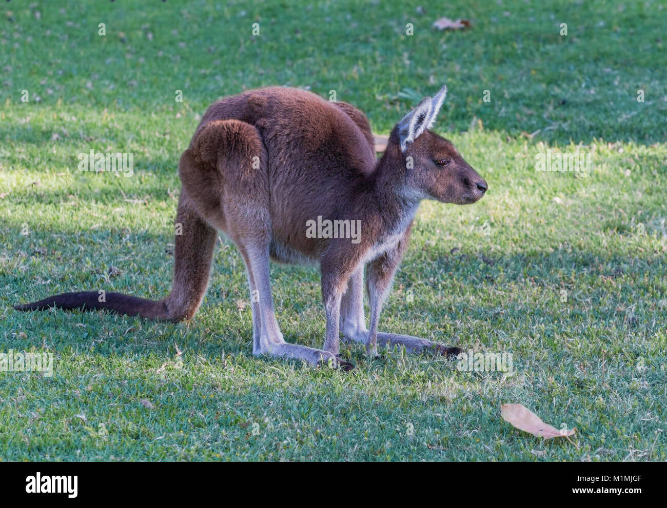 Western Gray Kangaroo, Perth, Western Australia, Australia Stock Photo