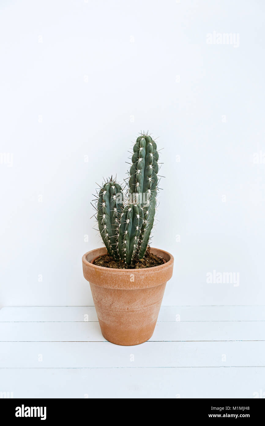 Cactus in a plant pot Stock Photo