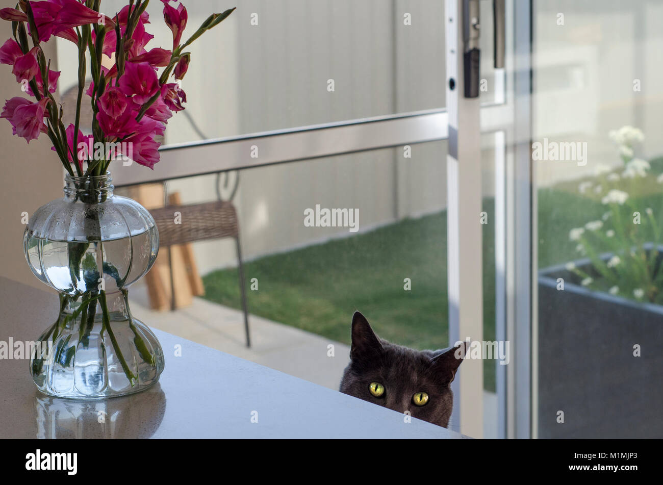 Russian blue cat looking over the edge of a table Stock Photo