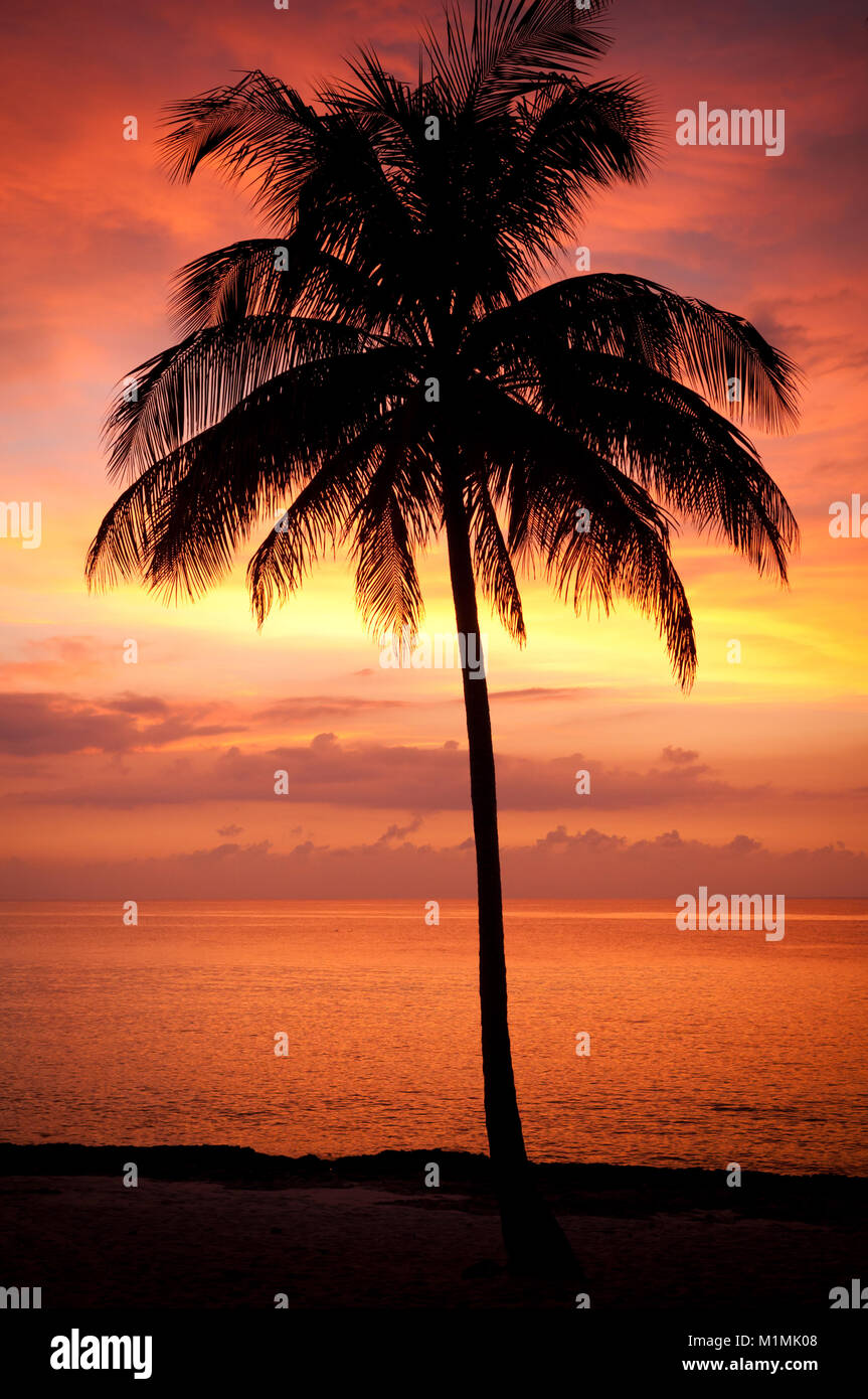 Silhouette of a palm tree on beach at sunset, Maria la Gorda, Pinar del Rio, Cuba Stock Photo