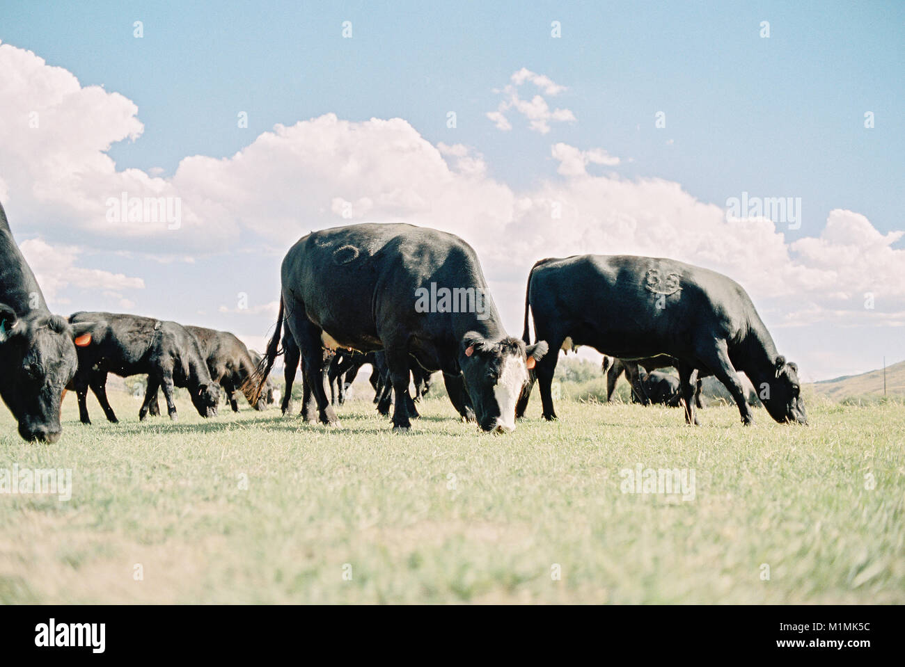Cows grazing in a field, Heber, Utah, United States Stock Photo Alamy