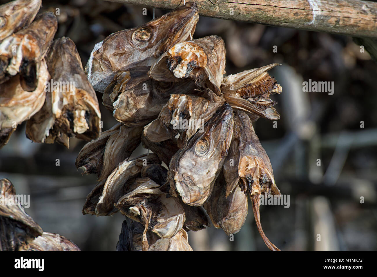 Dried fish heads hanging in the sun, Norway Stock Photo