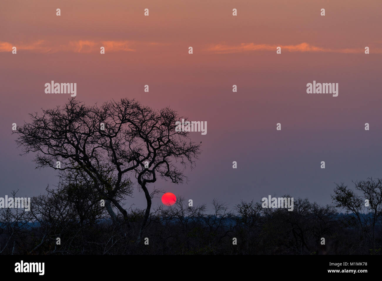 Sunset in Kruger National Park, Mpumalanga, South Africa Stock Photo
