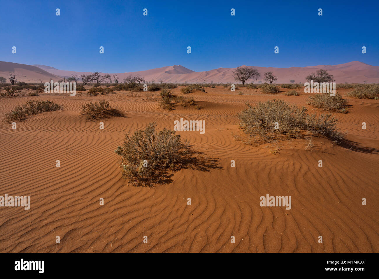 Sossusvlei sand dunes, Namib Naukluft National Park, Namibia Stock Photo