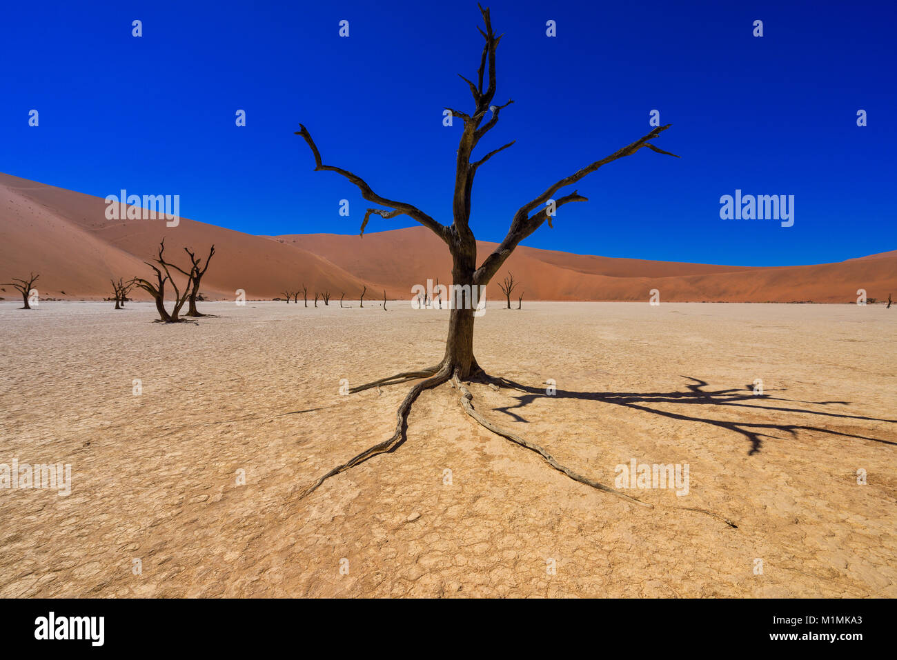 Sand dunes in desert, Deadvlei, Namib Naukluft National Park, Namibia Stock Photo