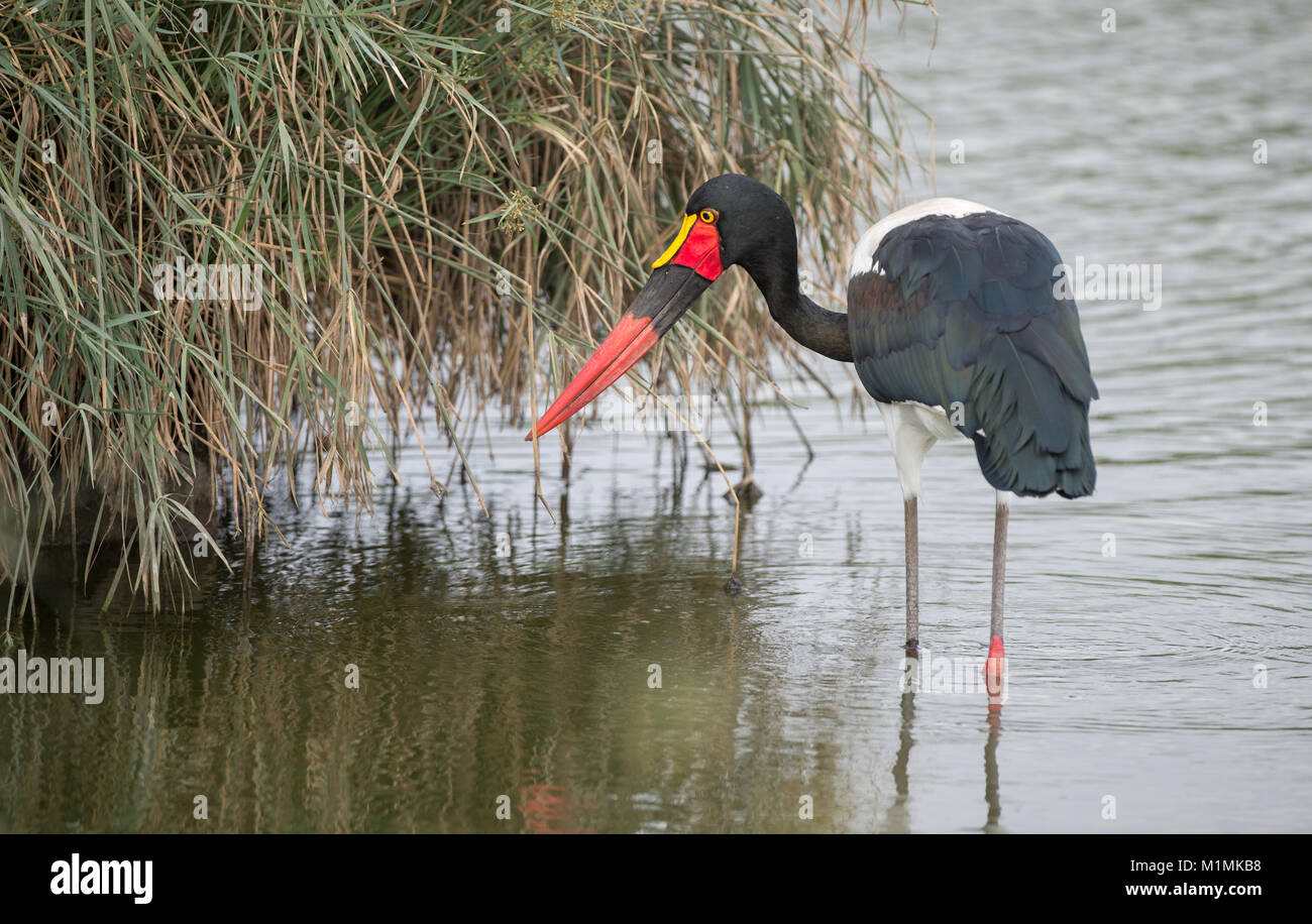 Saddle-billed Stork standing in river, South Africa Stock Photo