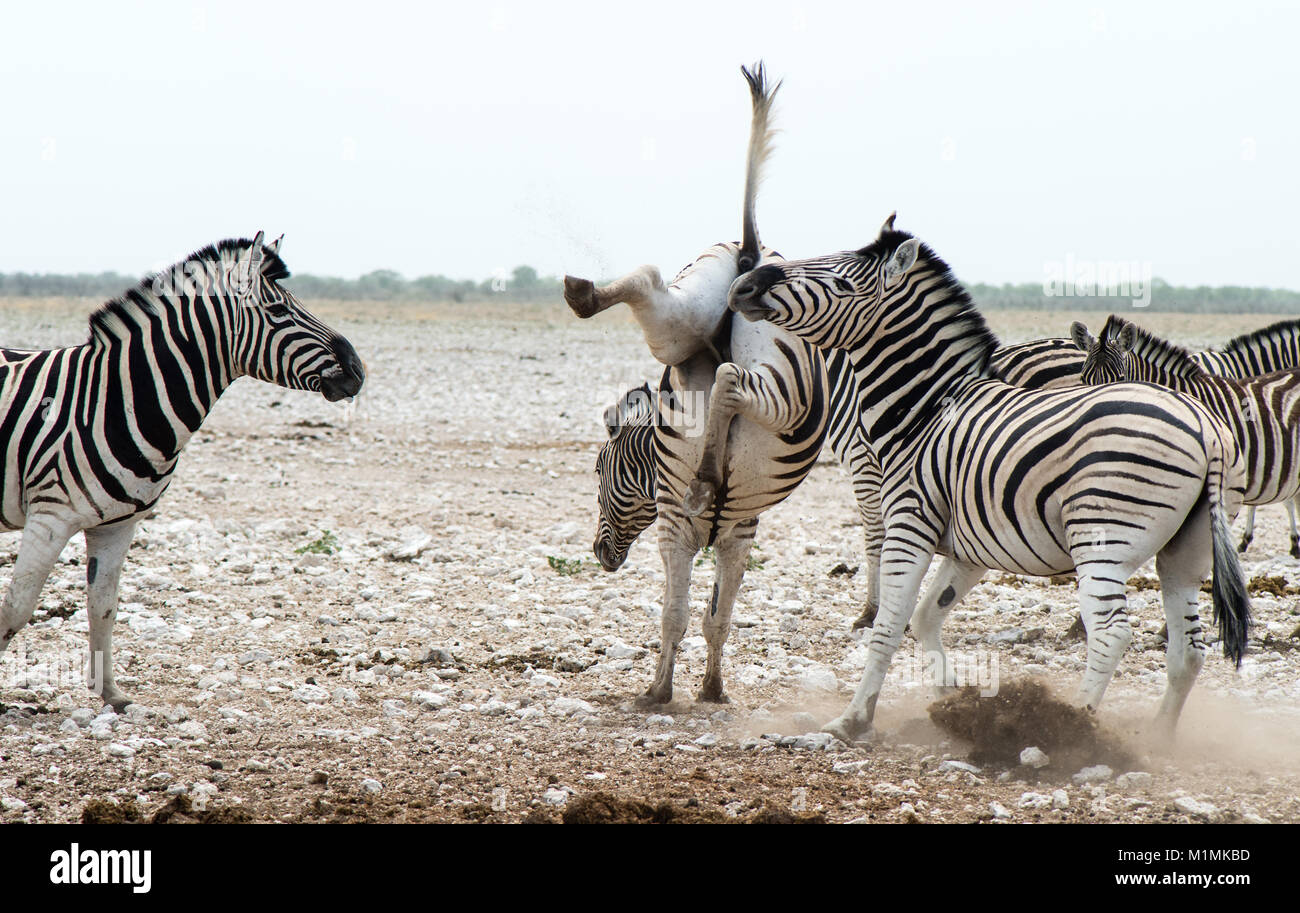 Zebra kicking legs in the air, Etosha National Park, Namibia Stock Photo