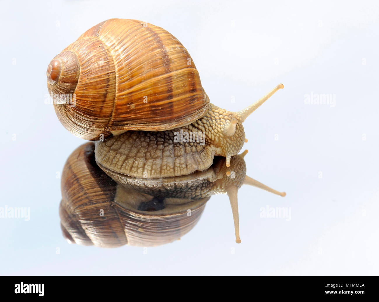 Snail, Helix pomatia, Weinbergschnecke Stock Photo