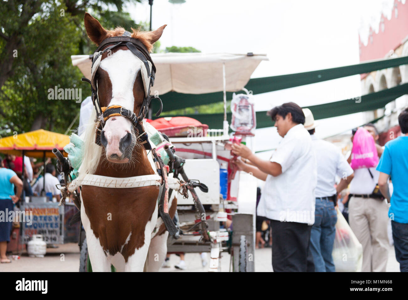 A yucatecan preparing his carriage for offering rides to tourist in Merida downtown square. Stock Photo