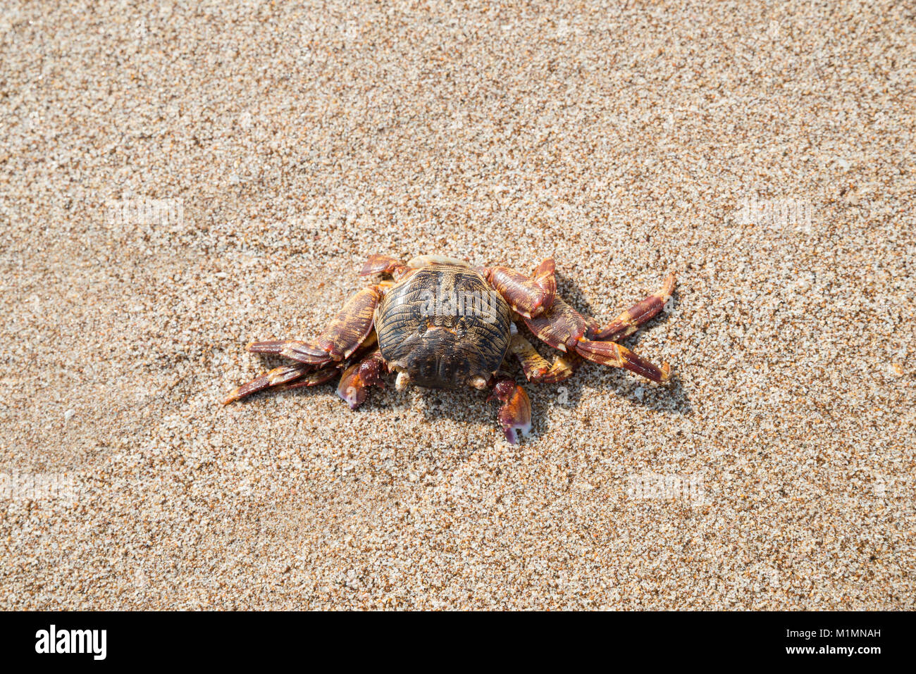 Crab on a sandy beach in Al Aqah Beach, Fujairah, United Arab Emirates