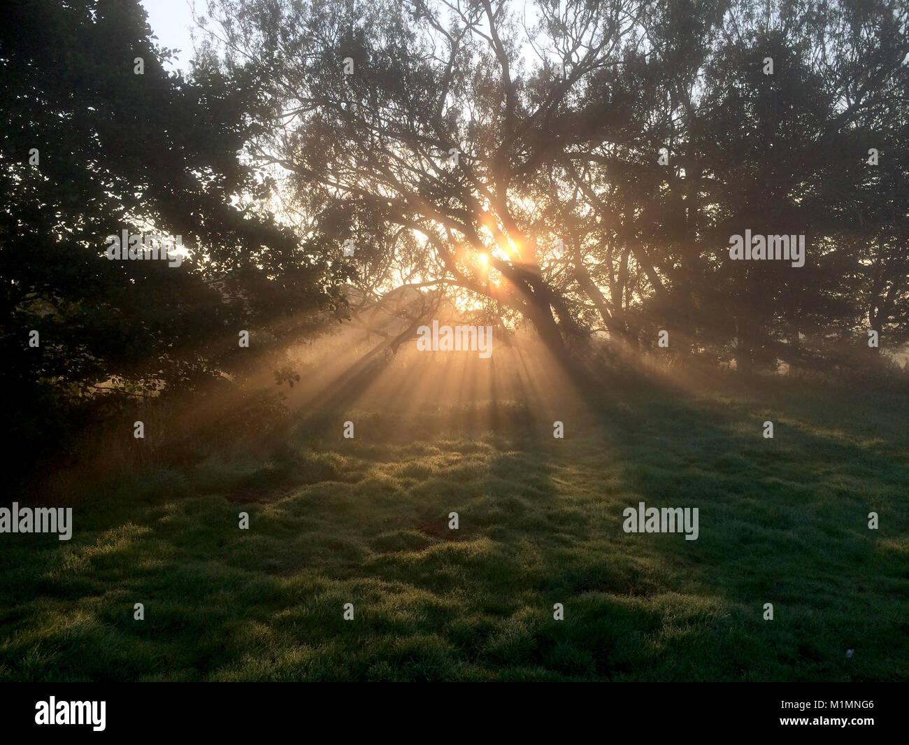English countryside, streaming early morning sunlight. Stock Photo