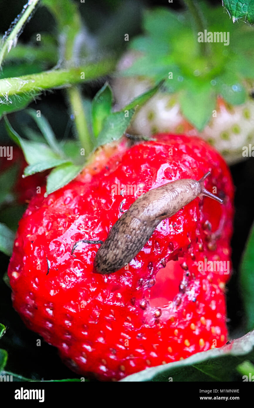 A slug crawls over an eaten strawberry. Stock Photo