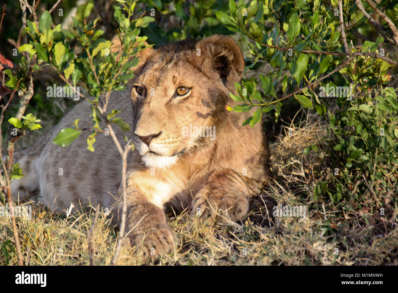 Lion in the bushes hi-res stock photography and images - Alamy