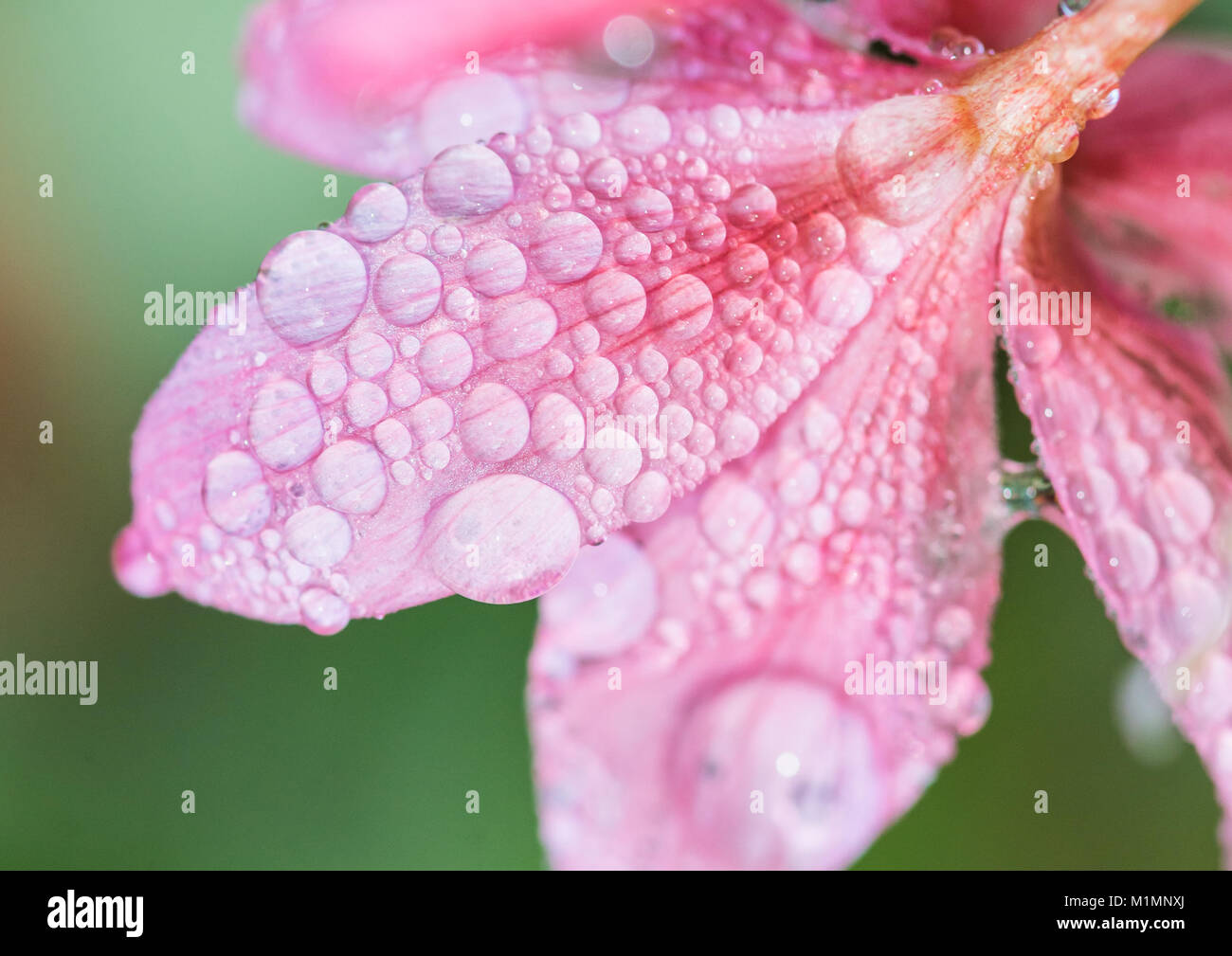 A macro shot of raindrops resting on the reverse of a pink river lily bloom. Stock Photo