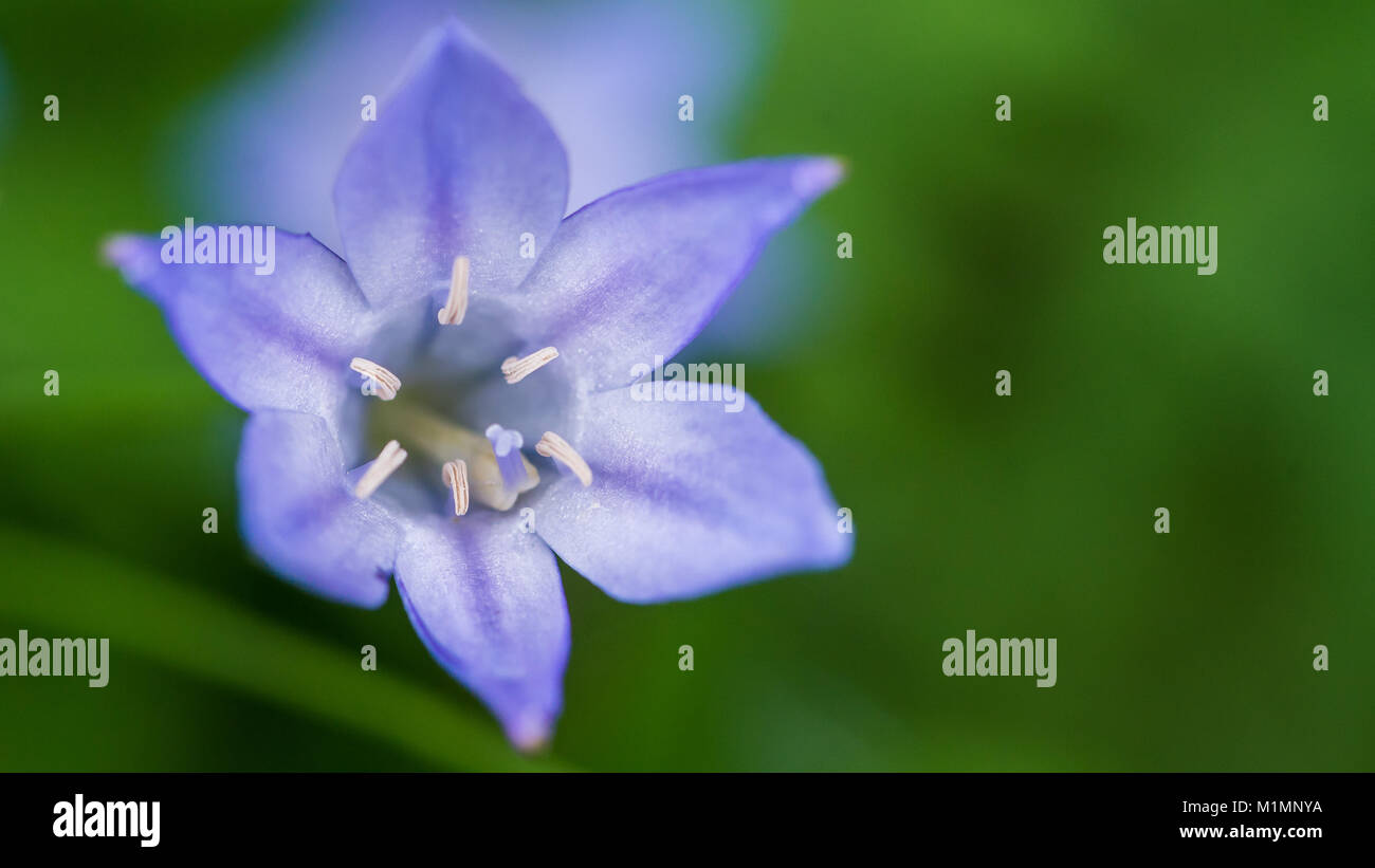 A macro shot of the flower of a grassnut plant. Stock Photo