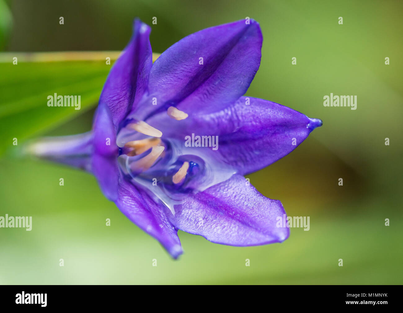 A macro shot of a wet blue triteleia laxa bloom. Stock Photo