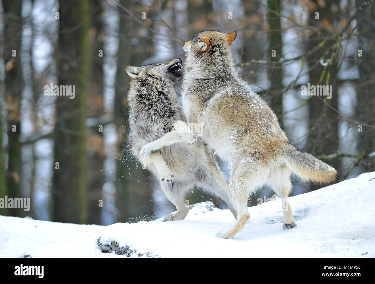 Wolf Timber Wolf Canis lupus, Wolf Timberwolf Canis lupus Stock Photo