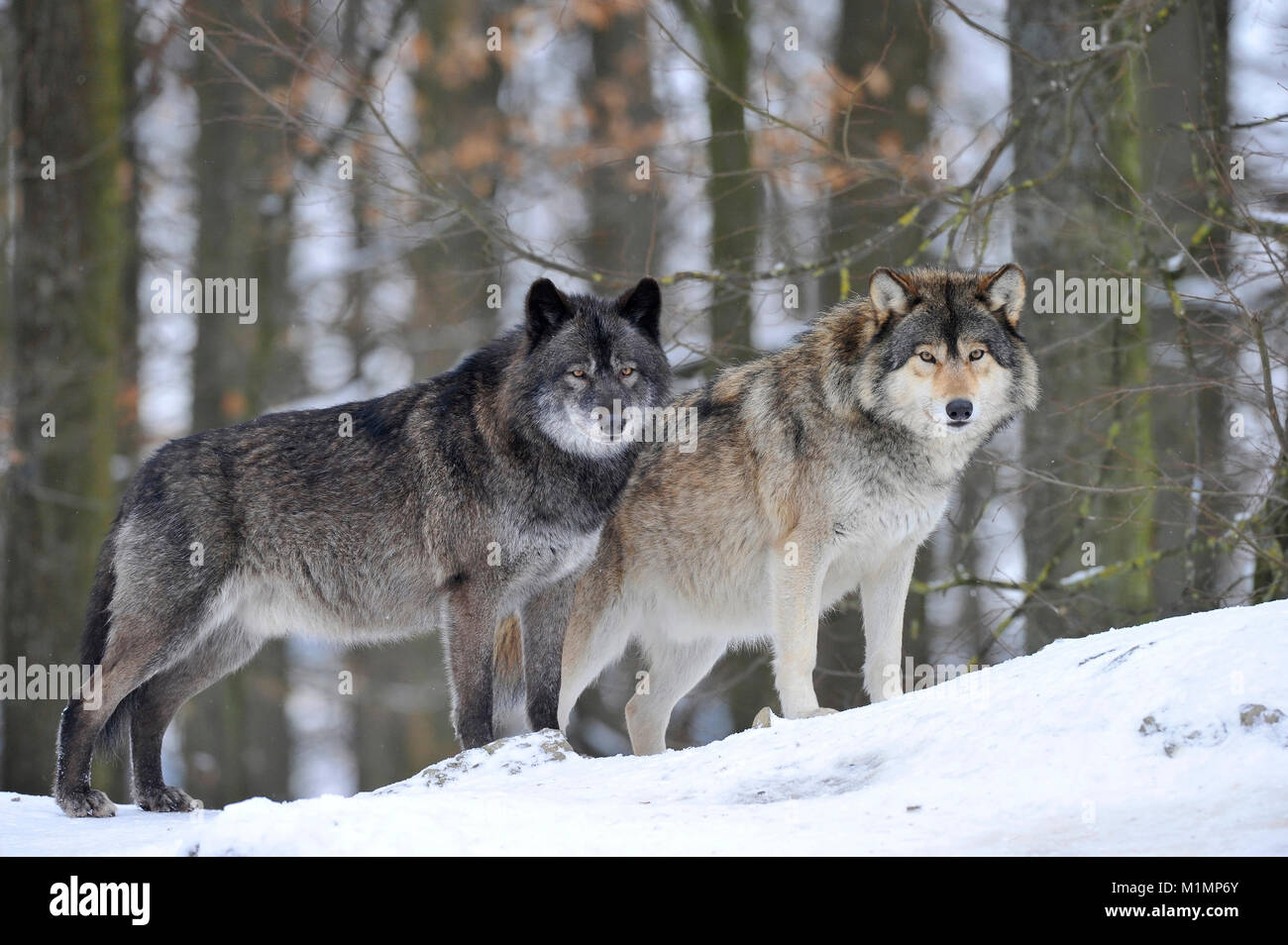 Wolf Timber Wolf Canis lupus, Wolf Timberwolf Canis lupus Stock Photo